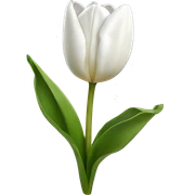 White tulip sticker