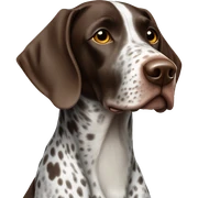 German shorthair pointer  sticker