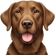 chesapeake bay retriever sticker