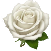 White rose sticker