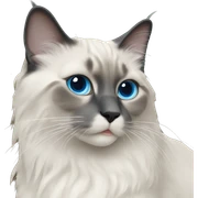 bluepoint ragdoll cat sticker