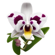Orquídea blanca  sticker