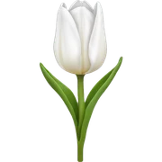 White tulip sticker