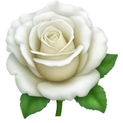 Rose blanche  sticker