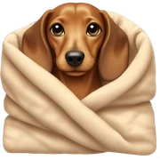 beige dachshund in cozy blanket  sticker