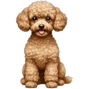 Toy poodle light brown sticker