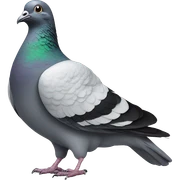 pigeon giving thumbs up sticker