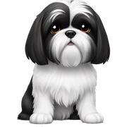 shih tzu Preto e branco sticker