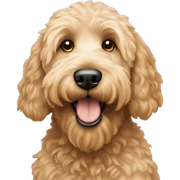 Goldendoodle  sticker