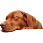 Vizsla curled up sleeping  sticker