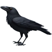 crow sticker