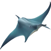 Mantaray sticker