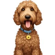 Brown golden doodle sticker