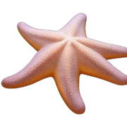 Starfish sticker