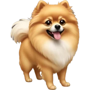 Pomeranian sticker