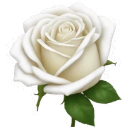 Roses white sticker