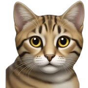  Gato Palestina  sticker