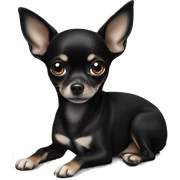 Black chihuahua laying sticker