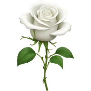 White rose sticker