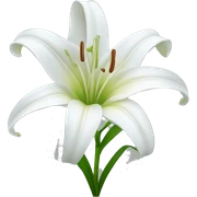 white lily  sticker