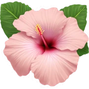 Light pink hibiscus ￼ sticker