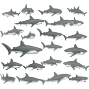 lots of sharks swimming together  sticker