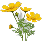 yellow cosmos flower sticker