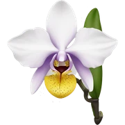 orchid, black sticker