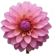 dahlia sticker