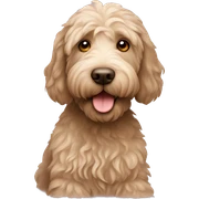 Labradoodle  sticker