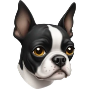 Boston terrier sticker