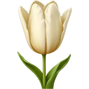 Cream colored tulip sticker