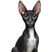 Black oriental shorthair sticker