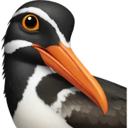 american oystercatcher bird sticker