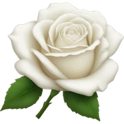 White rose  sticker