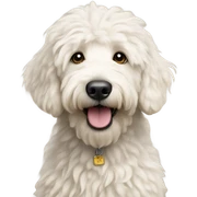 White golden doodle  sticker