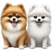 f1d4b4 color puppy Pomeranian and white color puppy Pomeranian next to each other  sticker