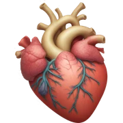 corazon anatomico sticker