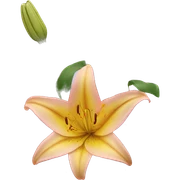 magic lilies  sticker