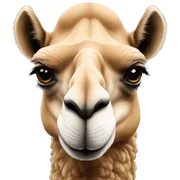 Camel sticker