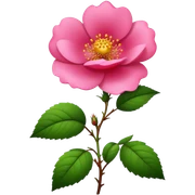 wild rose sticker