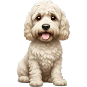 Cockapoo sticker
