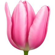 pink tulip sticker