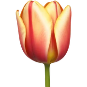 Tulip  sticker