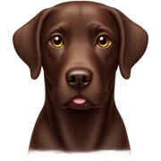Chocolate Labrador sticker