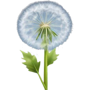 dandelion sticker