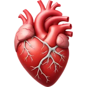 anatomical heart sticker