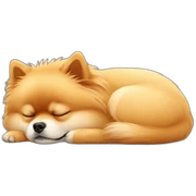 pomeranian-sleeping sticker