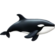 Killer whale  sticker