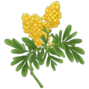 mimosa sticker
